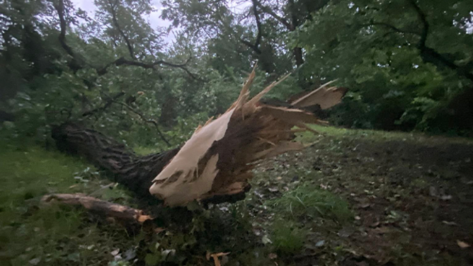 This image shows a tree branch that was brought down during severe weather in Wichita, Kansas, on Tuesday, June 17, 2025.