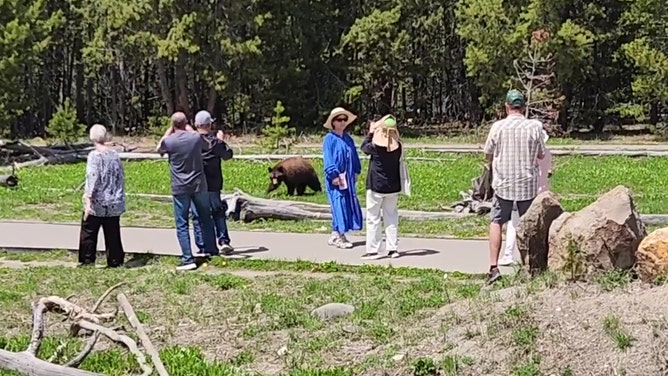 Tourists get close to Yellowstone bear