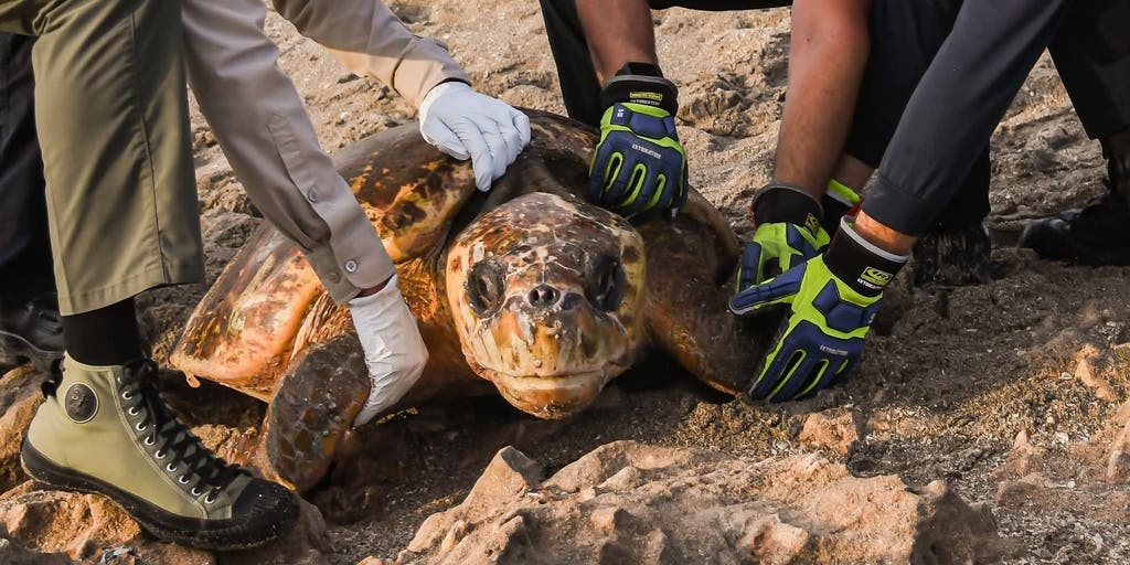 Watch: 300-pound turtle freed after getting stuck between massive rocks on Florida beach