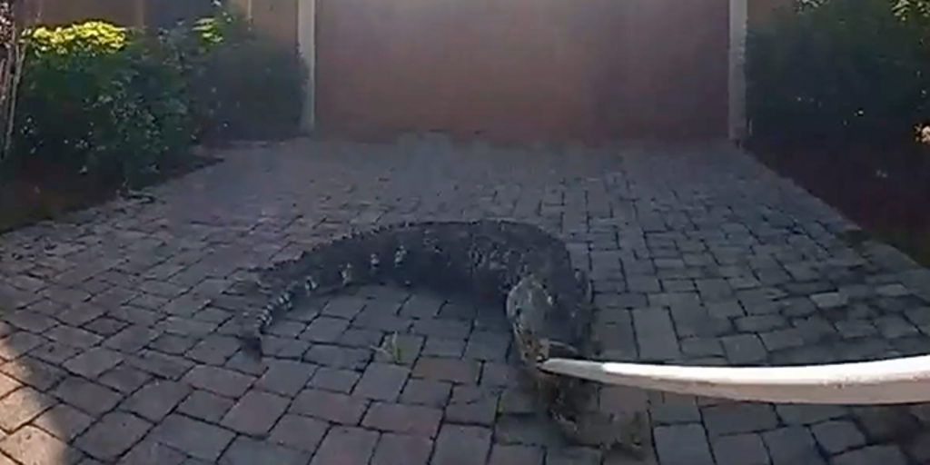 See it: Watch: Florida deputies wrangle alligator in front yard of home ...