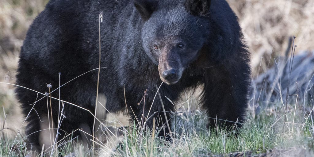 Officials search for black bear following attack on 69-year-old Wisconsin woman