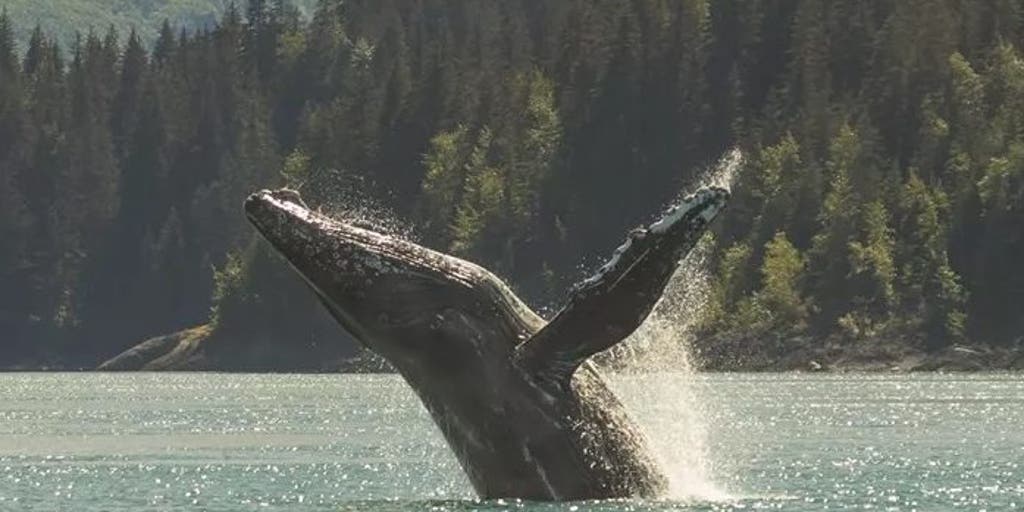 Humpback Whale Injured Again by Boat Collision