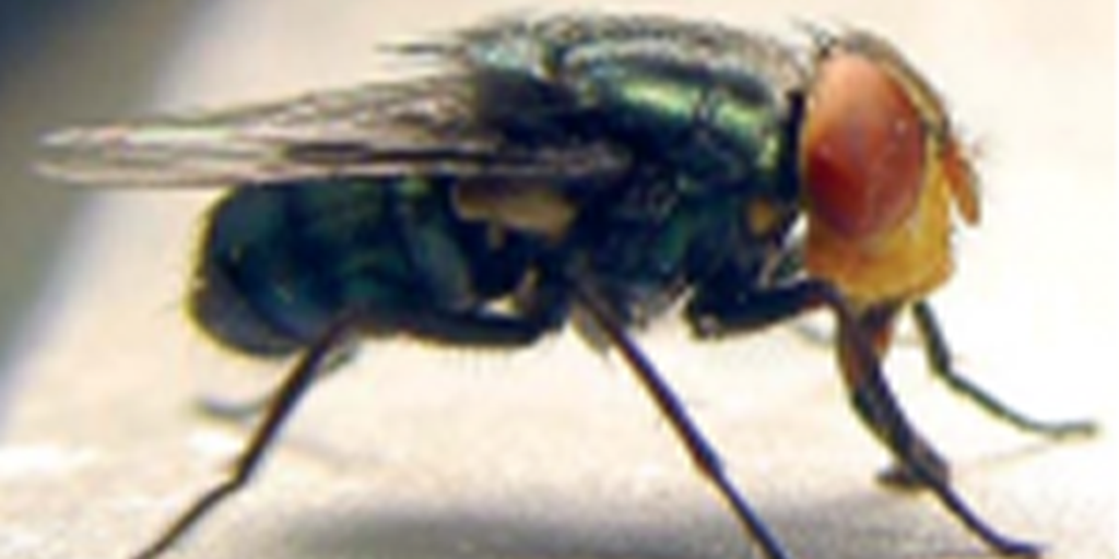 Spread of flesh-eating parasite in Mexico puts US on alert