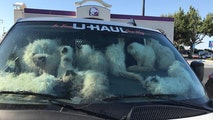 Deputies: Over 100 cats found sweltering in California van; owner arrested on cruelty charges