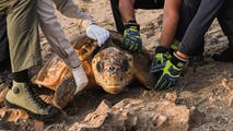 Watch: 300-pound turtle freed after getting stuck between massive rocks on Florida beach