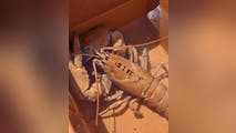 Rare orange lobsters rescued from supermarket tanks in New York, Connecticut