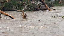 See it: Deer scrambles to latch onto toppled tree after getting swept away during historic Texas flood