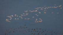 Largest flock of flamingos in recent memory spotted in South Florida