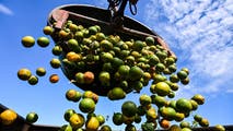 Florida's struggling citrus industry pins hopes on state funding amid historic drop in production levels