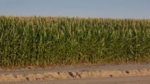 What is corn sweat?