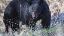 Officials search for black bear following attack on 69-year-old Wisconsin woman