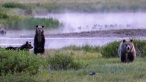 Experts debunk viral claims that animals are fleeing Yellowstone National Park