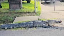 Watch: Massive 'beast' alligator removed from Texas front yard