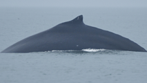 Park service seeks sleuths after unknown vessel collides with humpback whale