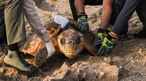 Watch: 300-pound turtle freed after getting stuck between massive rocks on Florida beach