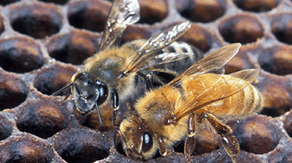 Killer bees put millions in Southeast on alert after invasion forces officials to take action