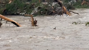 See it: Deer scrambles to latch onto toppled tree after getting swept away during historic Texas flood