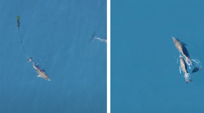 See it: Dolphin calf reunited with mother after being freed from fishing net