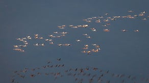 Largest flock of flamingos in recent memory spotted in South Florida