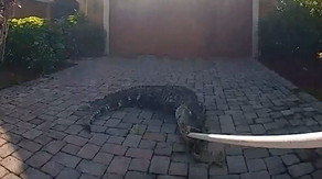 Watch: Florida deputies wrangle alligator in front yard of home