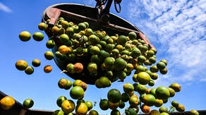 Florida's struggling citrus industry pins hopes on state funding amid historic drop in production levels