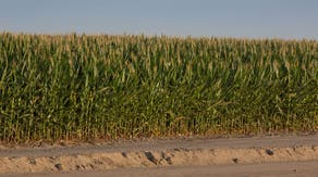 What is corn sweat?
