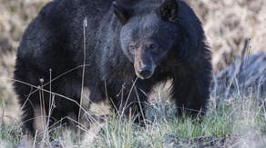Officials search for black bear following attack on 69-year-old Wisconsin woman