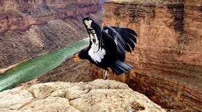 3 critically endangered California condors relocated during Arizona White Sage Fire