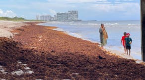 Mounds of smelly seaweed return to South Florida beaches amid heat wave