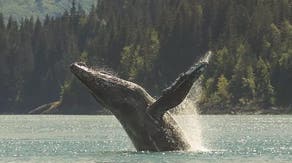 Endangered humpback whale suffers deep gash after boat collision near Alaska national park