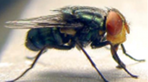 Spread of flesh-eating parasite in Mexico puts US on alert