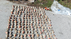 Nearly 300 queen conchs found after illegal harvest in Florida Keys