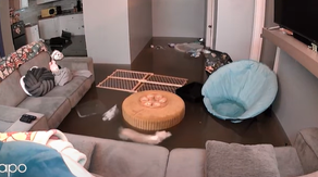 See it: Small dog fights to stay afloat as floodwaters fill Chicago home
