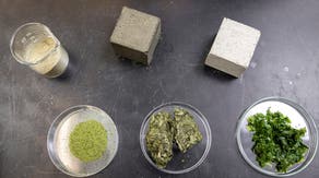 Researchers use seaweed to cut concrete’s carbon footprint