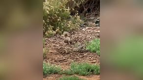 Watch: Courageous squirrel goes toe-to-toe with rattlesnake in California