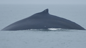 Park service seeks sleuths after unknown vessel collides with humpback whale