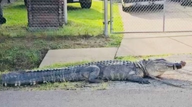 Watch: Massive 'beast' alligator removed from Texas front yard