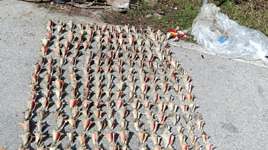 Nearly 300 queen conchs found after illegal harvest in Florida Keys