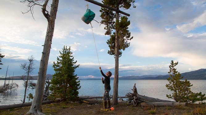 A person hanging a bag of food and other attractants from a food storage pole in a backcountry campsite near Yellowstone Lake