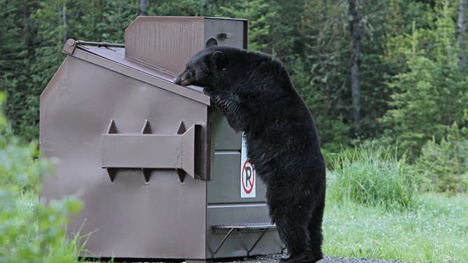 June 14, 2015: Black bear sniffing dumpster near Ice Box Canyon in Yellowstone National Park.