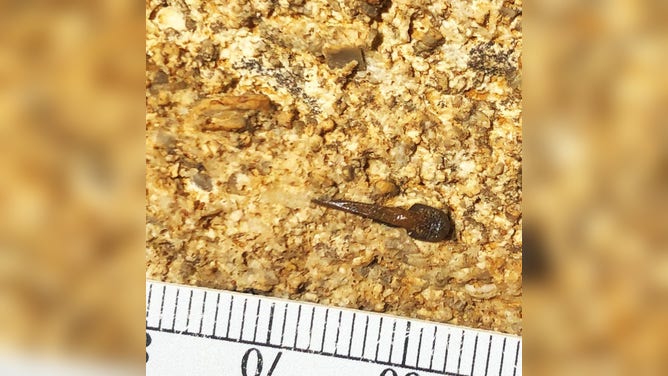 Macadens olsoni tooth found in 2020