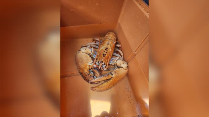 Three rare orange lobsters were rescued from seafood tanks in New York and Connecticut during the past month and returned to the ocean, according to the animal advocacy group Humane Long Island.
