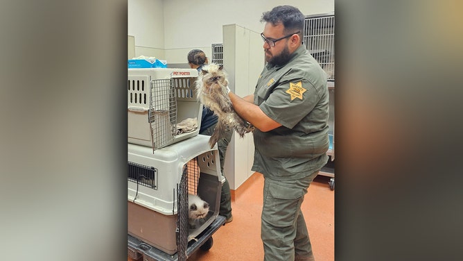 A California woman has been arrested on dozens of cruelty charges after deputies said she left over 100 cats in a U-Haul van, enduring extreme heat.