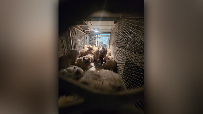 A California woman has been arrested on dozens of cruelty charges after deputies said she left over 100 cats in a U-Haul van, enduring extreme heat.