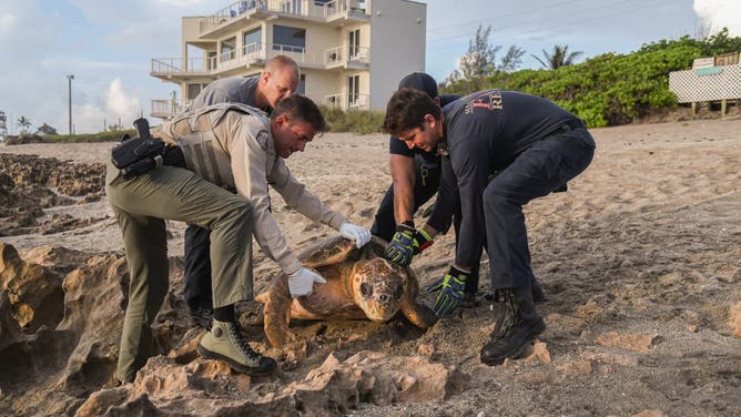 Florida Fish and Wildlife deputies and firefighters free the turtle.