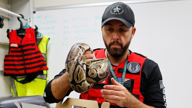 VanPelt holds the ball python.