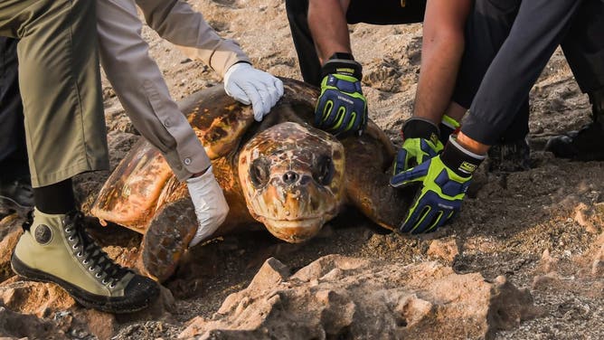 The turtle being rescued.