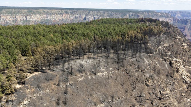 Burned slope along the Transept Trail, just north of the Grand Canyon Lodge area, as it appeared on July 18, 2025.