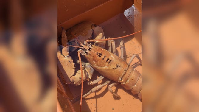 Three rare orange lobsters were rescued from seafood tanks in New York and Connecticut during the past month and returned to the ocean, according to the animal advocacy group Humane Long Island.