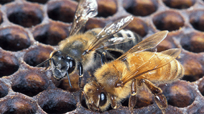 This image shows Africanized honeybees, also known as killer bees.